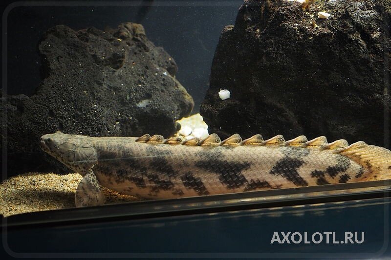 Взрослый Polypterus endlicheri