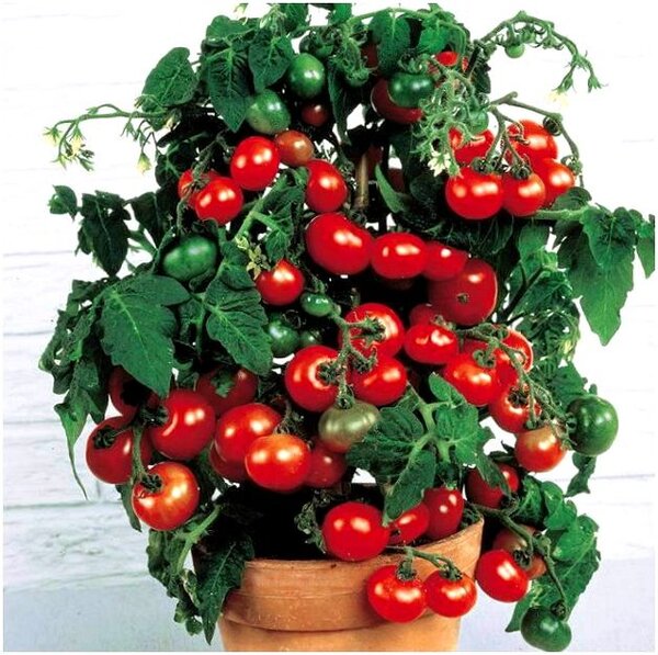 Многолетние помидоры: реальность или бред? Какие сорта можно выращивать как многолетние?