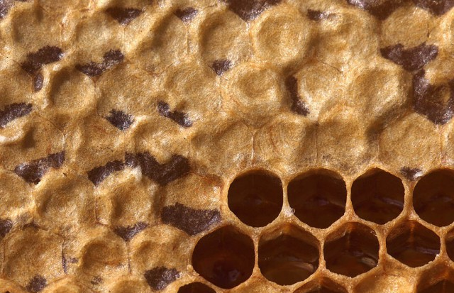 Печатный медок