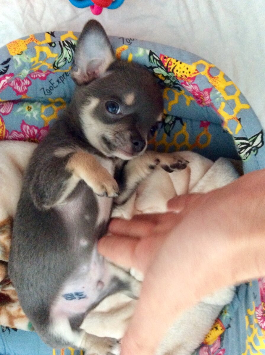 Первый день Майка, в его новом доме.