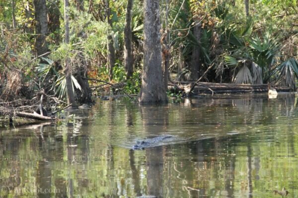                            Крокодилы-людоеды на  Манчакских болотах. blogweeks.ru. 