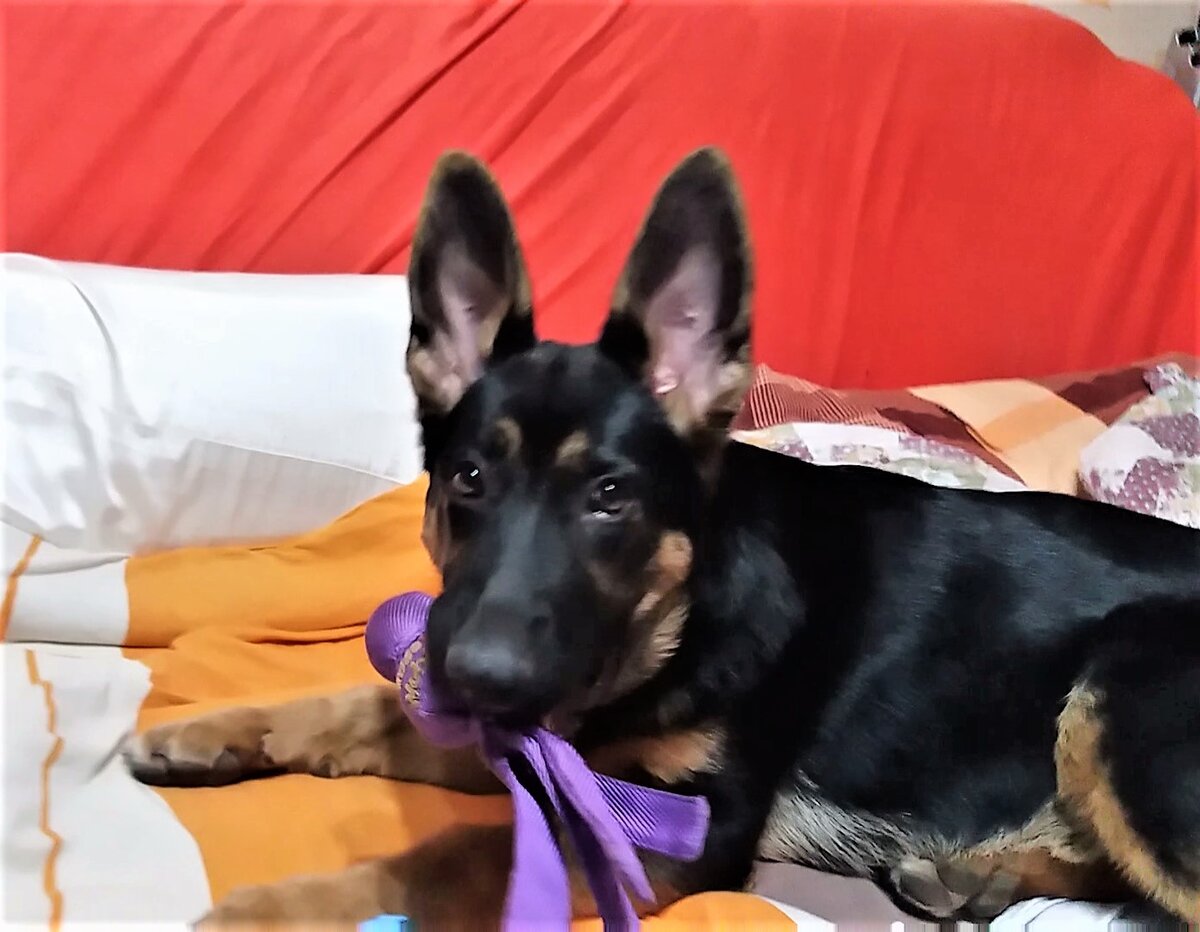 Кейси на диване