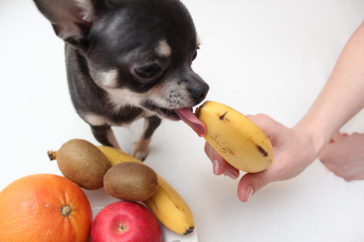 Можно собаку съесть. Фрукт чихуахуа. Собака ест фрукты. Маленькие собачки кушают. Еда для чихуахуа.