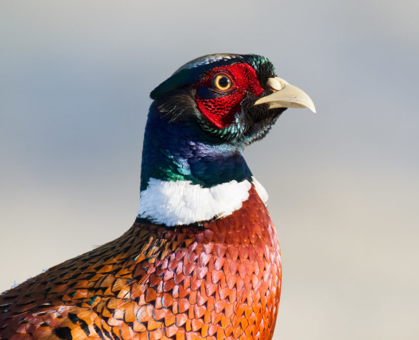 Охота на фазана