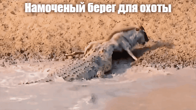 Молниеносная реакция и мокрый берег - дали результат!