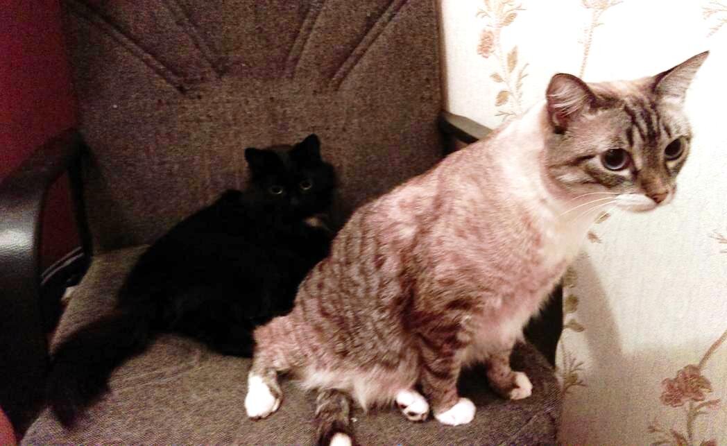 - Никто там не идет дергать меня за хвост?