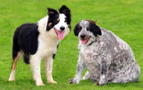 Звание самой толстой собаки в мире , книга рекордов Гиннеса присвоила собаке породы бордер-колли по кличке Кэсси.  
Кэсси весит 58 килограмм!-2