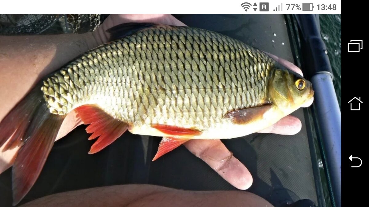 фото Донная снасть на красноперку