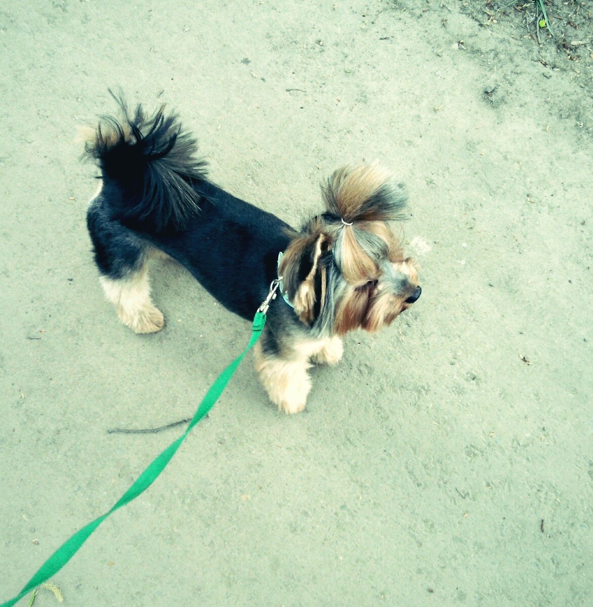 Сенечка после стрижки 