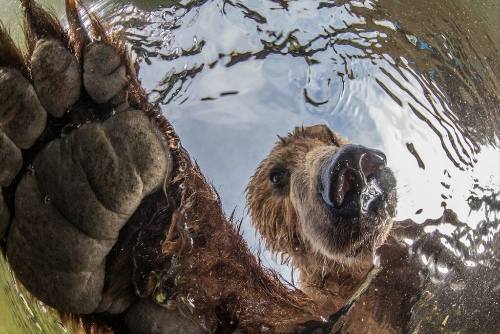 Конкурсы фото природы. Михаил Коростелев National Geographic.. Михаил Коростелев фотограф. Михаил Коростелев медведи. Лучшие снимки дикой природы.