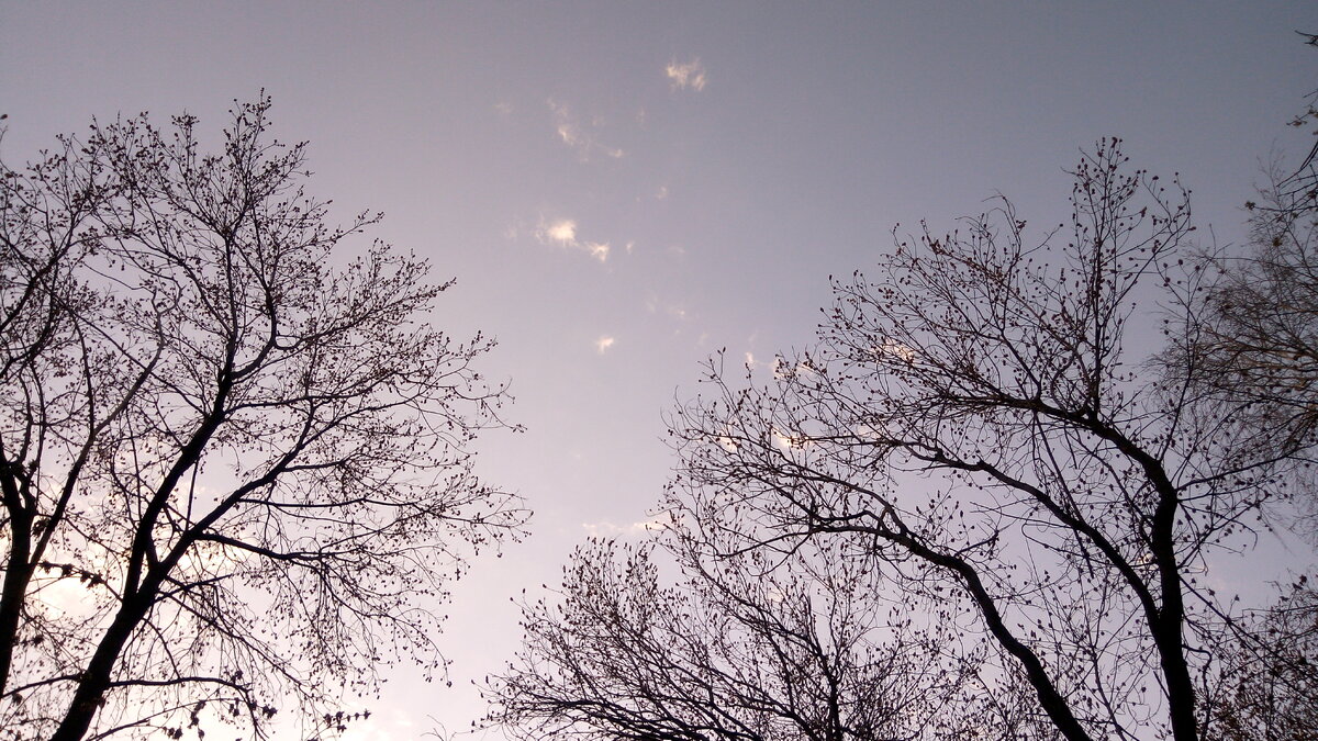 Голые деревья у набережной