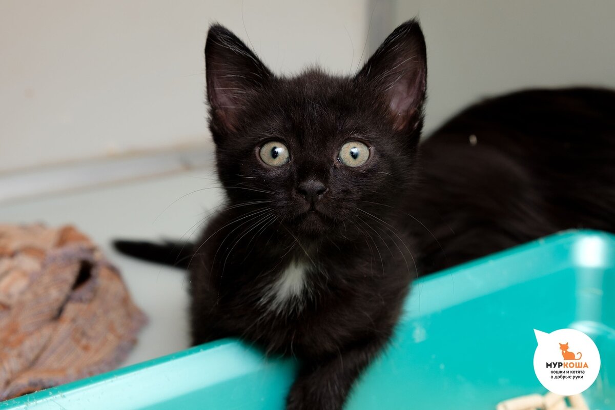 Котенок Бачата, 1 месяц