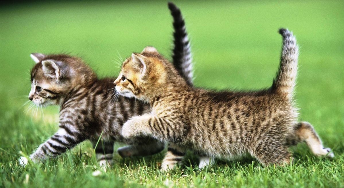 Фото: Яндекс Картинки