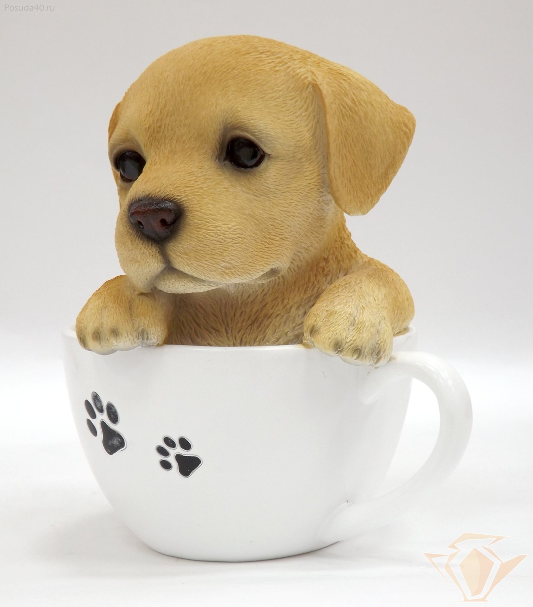 О начале подкормки щенков Первая неделя жизни новорожденных щенят очень важна в плане адаптации. Бывает и так, что самые слабые из них, особенно при большом помете, в этот период погибают. Закон природы — выживание сильнейших. В любом случае первые 7-10 дней питаются юные питомцы только материнским молоком. Они его сосут примерно 9-12 раз в сутки. Питание чередуется со сном. Со временем количество сосаний уменьшается, но увеличиваются разовые порции материнского молока, которые щенки поглощают. К концу первого месяца жизни они сосут мамашу уже 4-5 раз в сутки. Если она питается хорошо, полноценно, то ее потомство действительно растет на глазах. Но иногда материнского молока юным питомцам не хватает. И сигналом об этом хозяину может послужить беспокойное поведение, скуление щеночков, перебирание сосков матери. Такие признаки, скорее всего, являются свидетельством замедления суточного прироста веса, потребности в докорме. В большинстве случаев подобное случается при большом помете (6-8 щенков). Заводчики называют такое явление недостаточной молочностью. В этом случае докармливать собачат молочной смесью рекомендуется уже с 12 дня жизни, не раньше! Обычно докорм осуществляют коровьим молоком, подогретым до 30 градусов, с добавлением порошкового (на стакан — столовую ложку). Лучшим вариантом подкормки будет козье молоко, можно использовать и овечье. По своему составу они гораздо ближе к собачьему, нежели коровье.