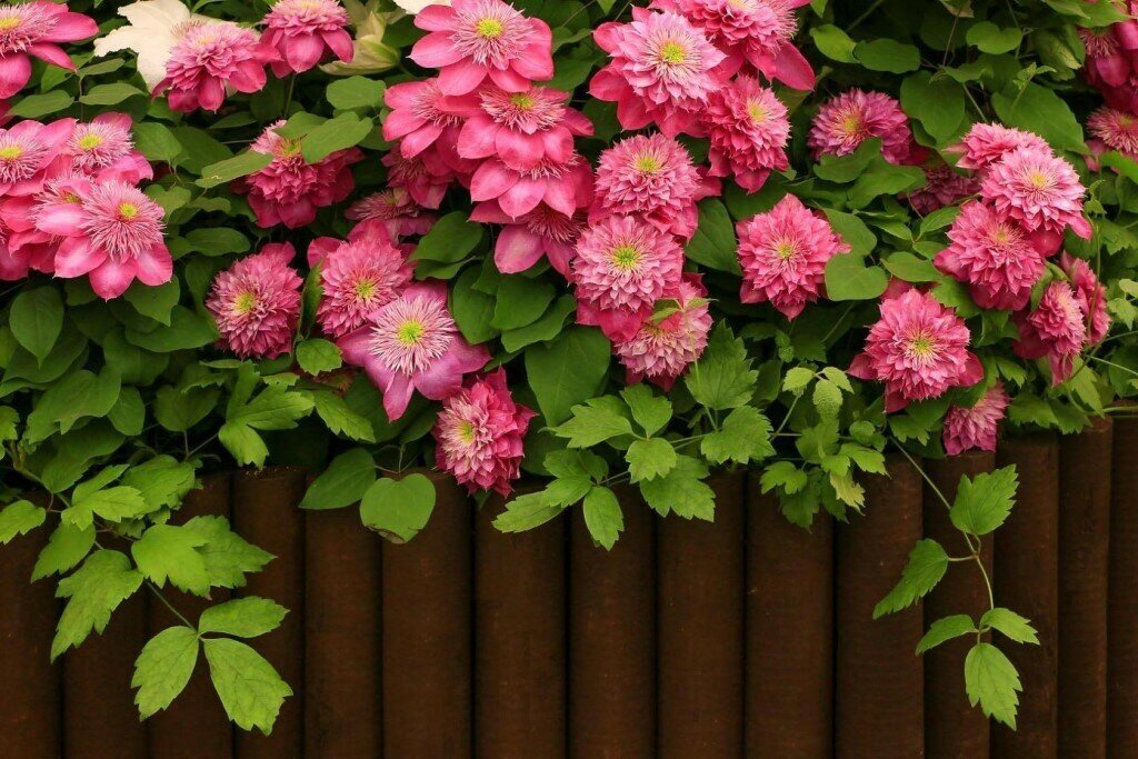    Клематис - это очень красивый и эффектный цветок. Они прекрасно растут и зимуют в наших садах.  Мне нравится сажать клематис вокруг беседки.