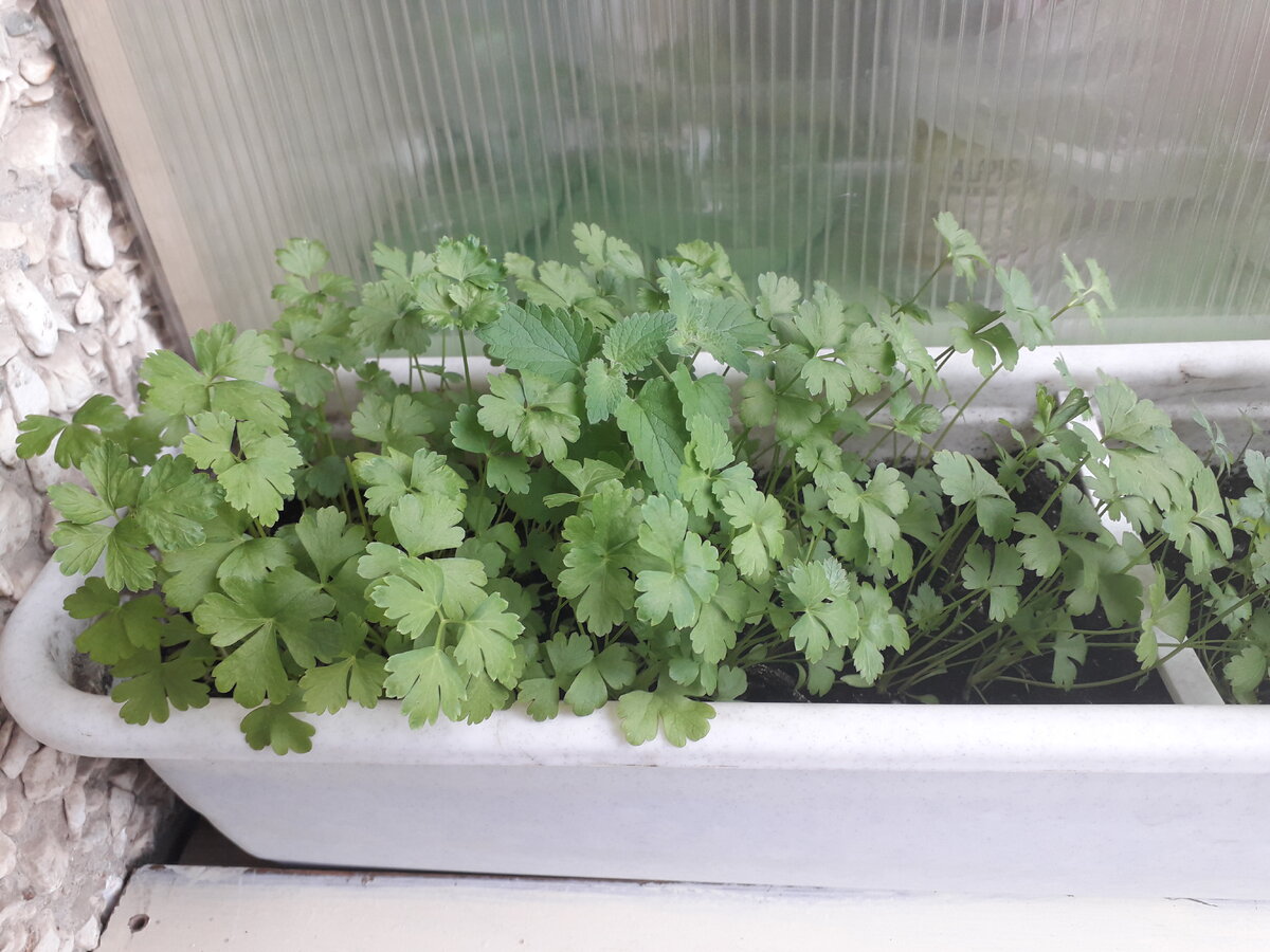 Петрушка 2й лоток