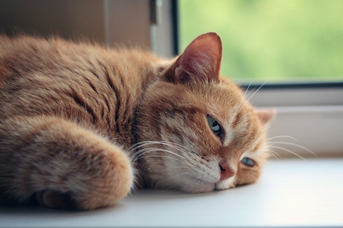 Фото IRCat с сайта Pixabay 