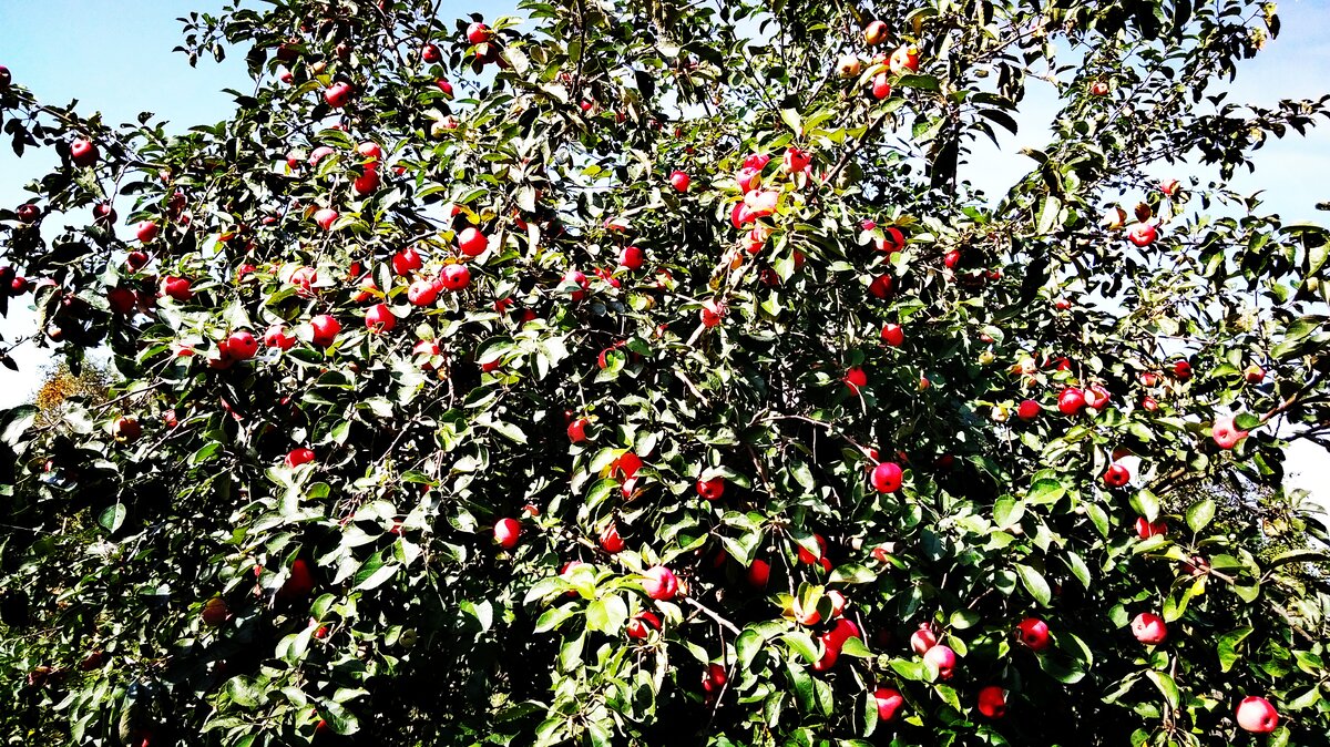 В этом году очень много яблок. 