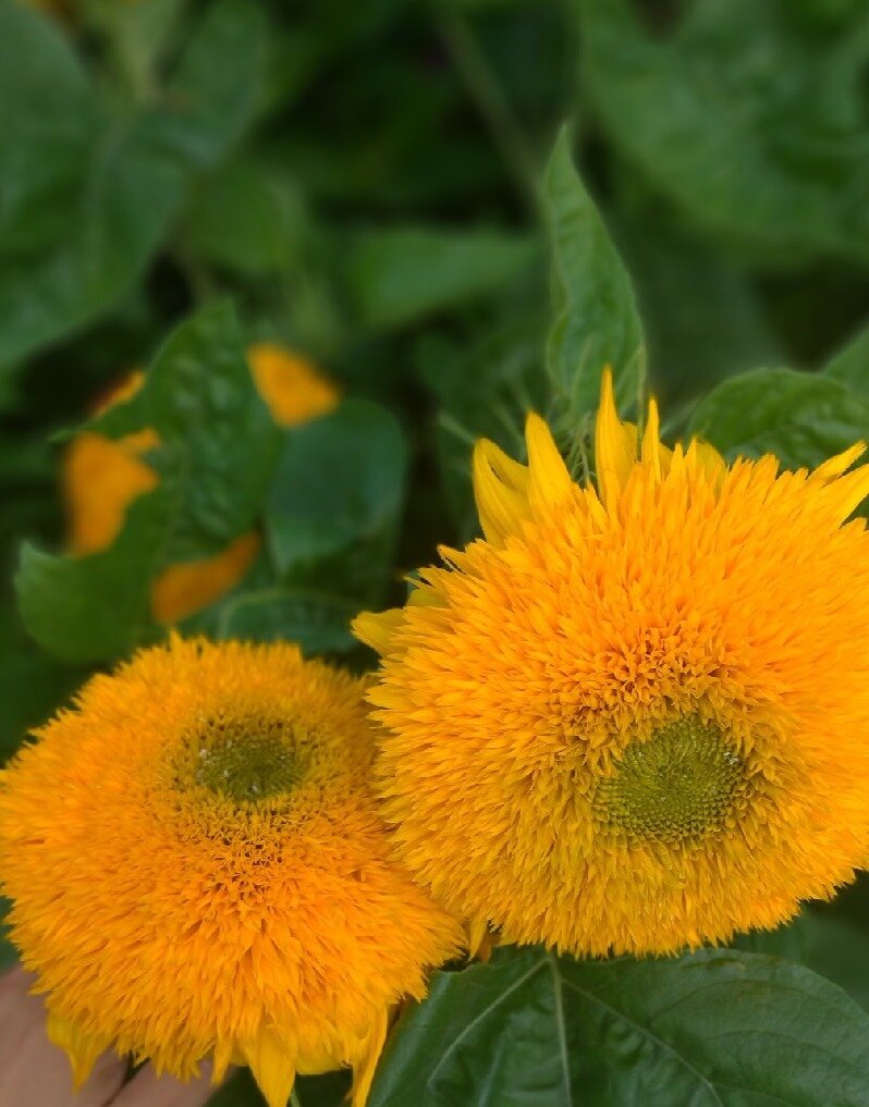 солнечные цветы