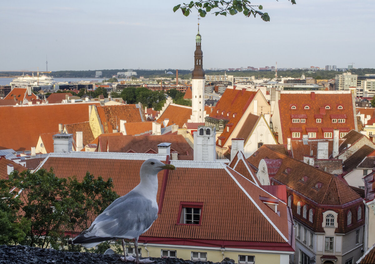 Вид с холма Тоомпеа (Вышгород, Таллин)