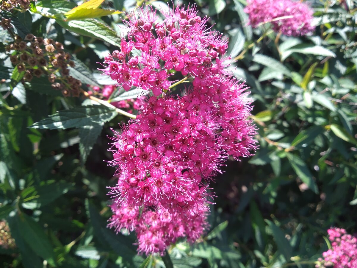 это я сфоткала в очень солнечный денёк, эти вот цветы и в самом деле вот такие яркие. впервые увидела такие, да. 