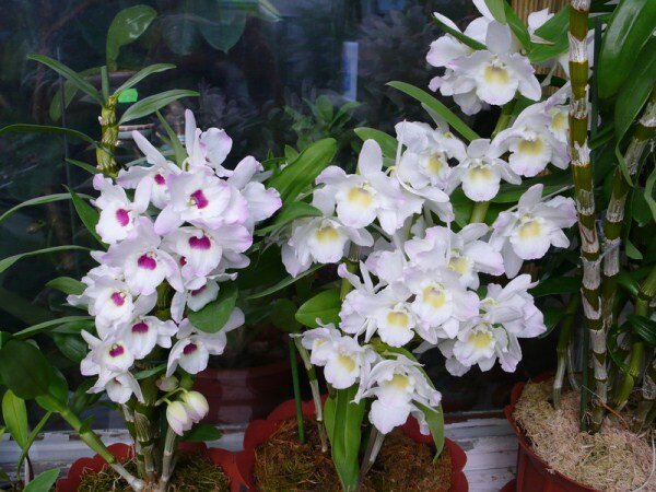   Многие цветоводы  считают орхидею одним из самых красивых цветков в мире. Она притягивает  своей нежностью, великолепием и очарованием.-2