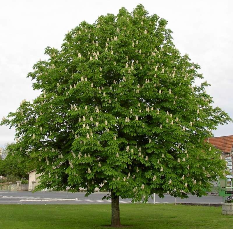 Horse chestnut is a common chestnut