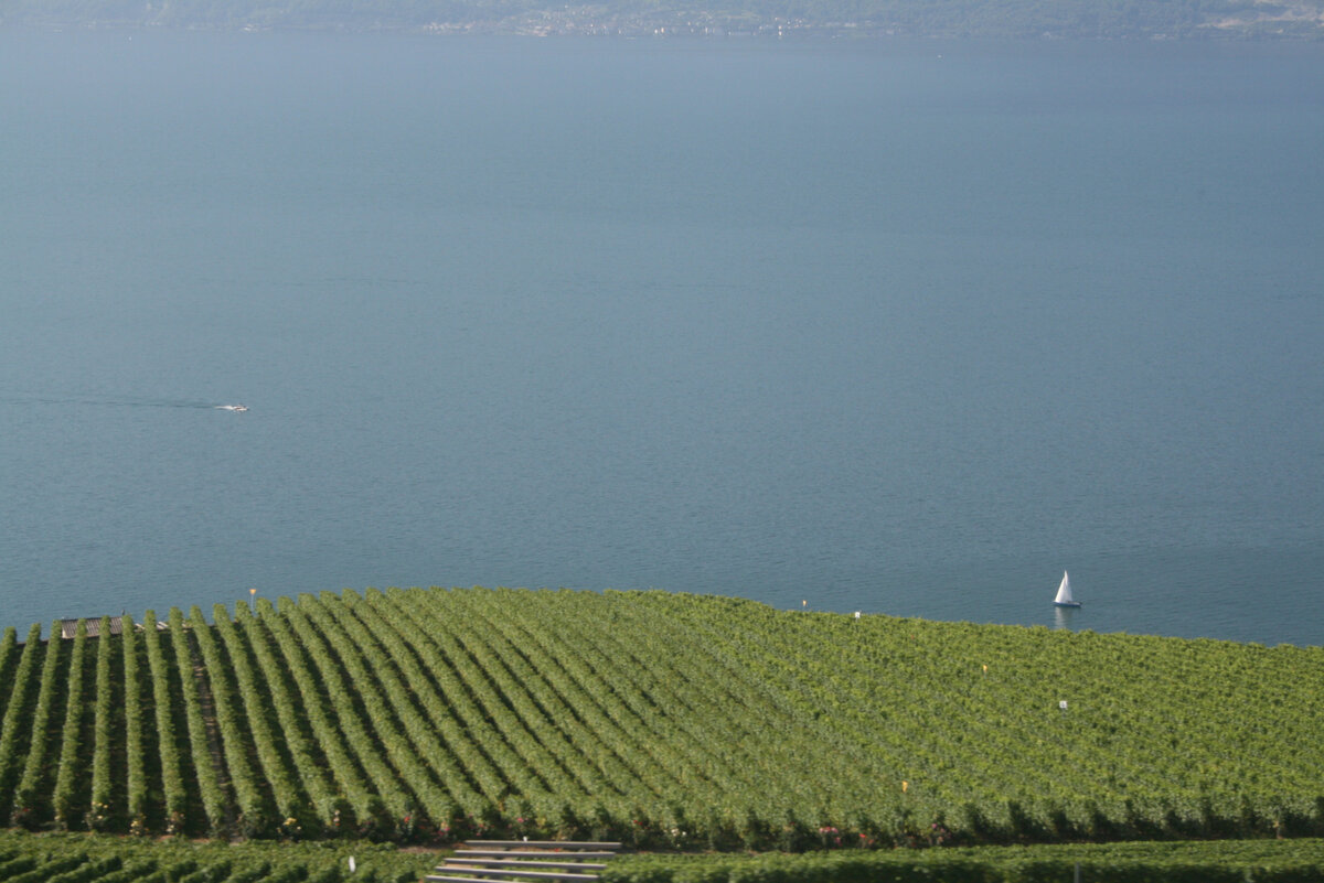 Виноградники на берегу Женевского озера(Из личного архива)
