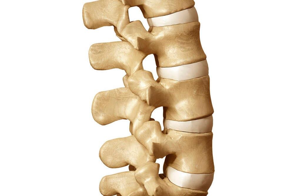 Массивные позвонки. Позвоночник. Звено позвоночника. Поясничный столб. Позвоночник картинки.