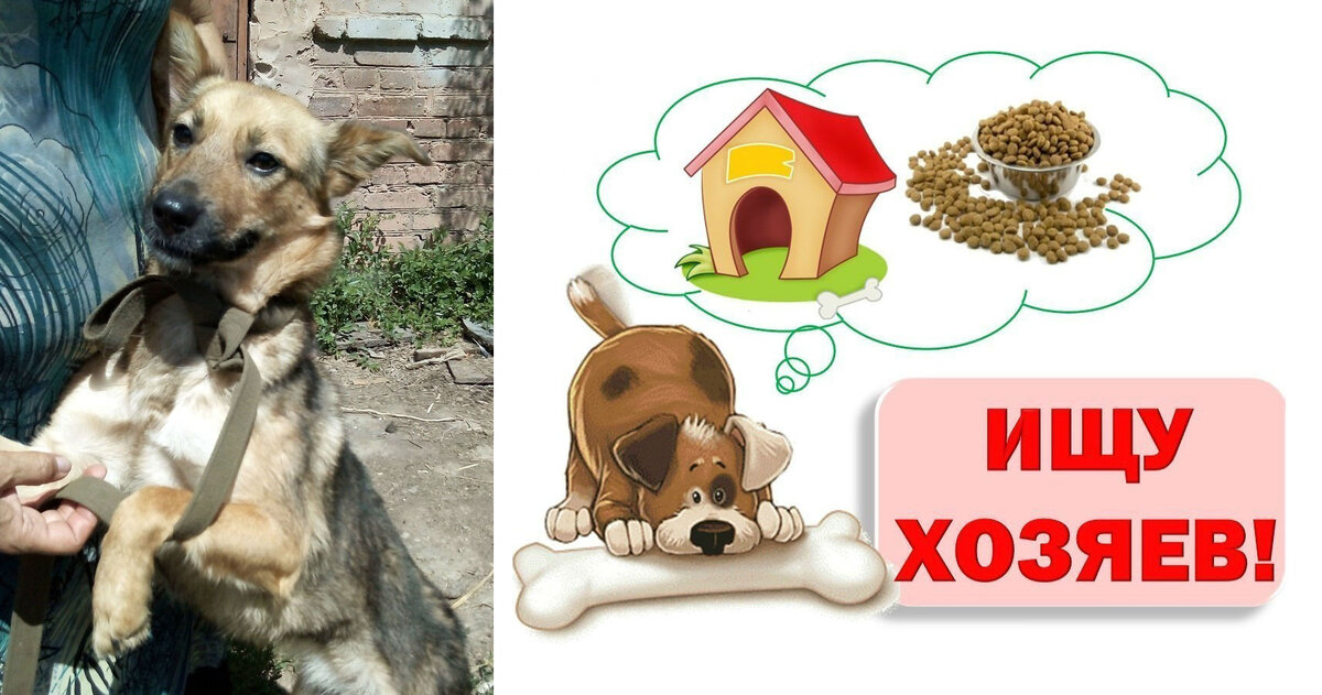 собака Альма, источник - зоопансионат "Альма" ВКонтакте: https://vk.com/alma_vrn