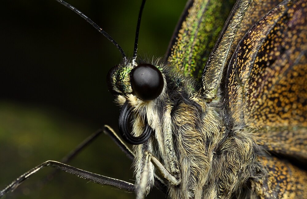Милое шерстяное создание!