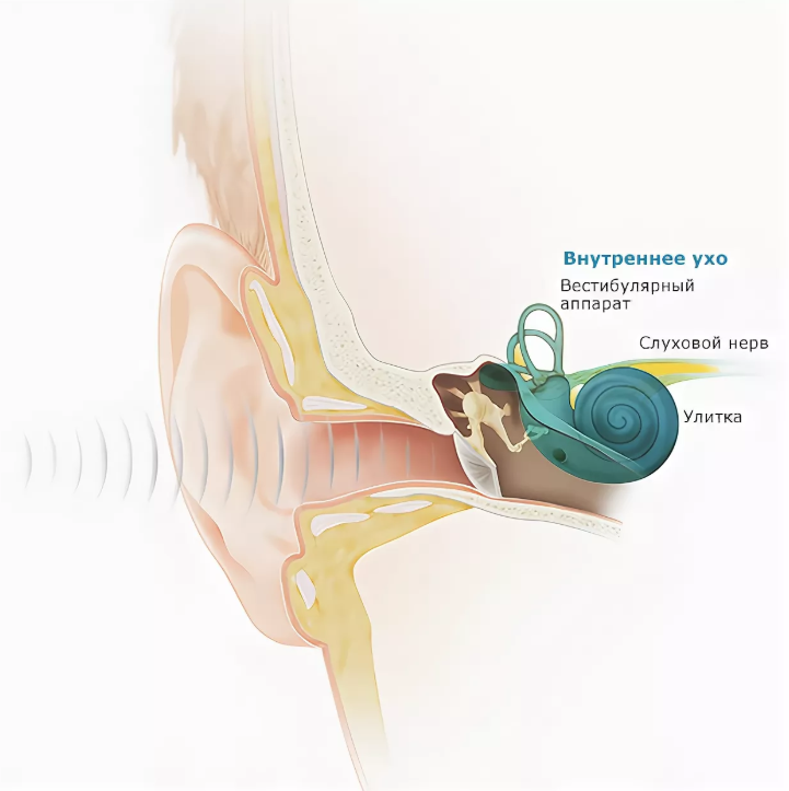 Улитка слухового аппарата. Строение внутреннего уха. Строение уха внутреннее ухо. Внутреннее ухо строение. Анатомия внутреннего уха.