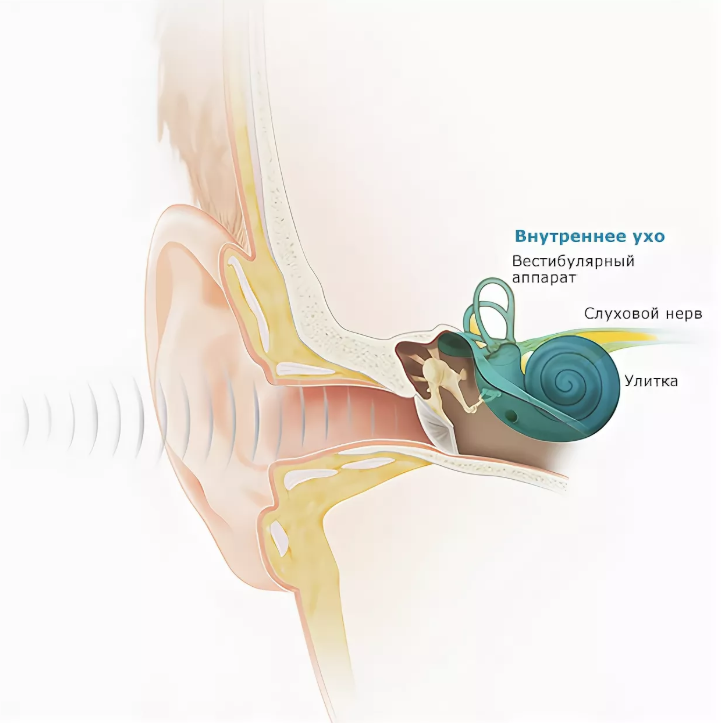 Внутреннее ухо включает. Внутреннее ухо. Строение внутреннего уха. Строение уха.