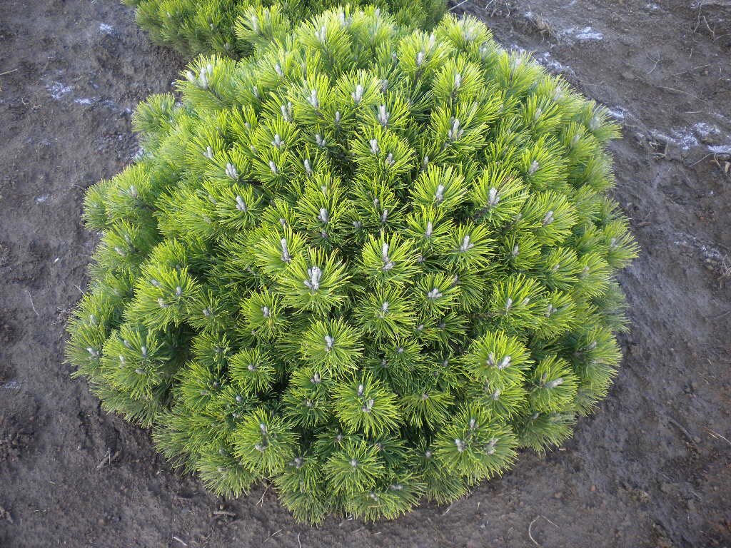 Применение различных сортов горной сосны в ландшафтном дизайне. | Feel Green | Дзен