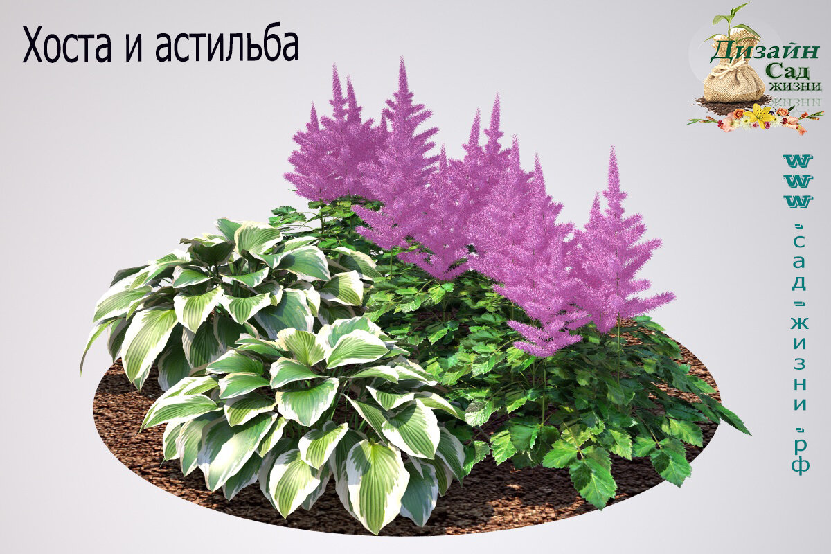 Астильба и хоста на клумбе фото