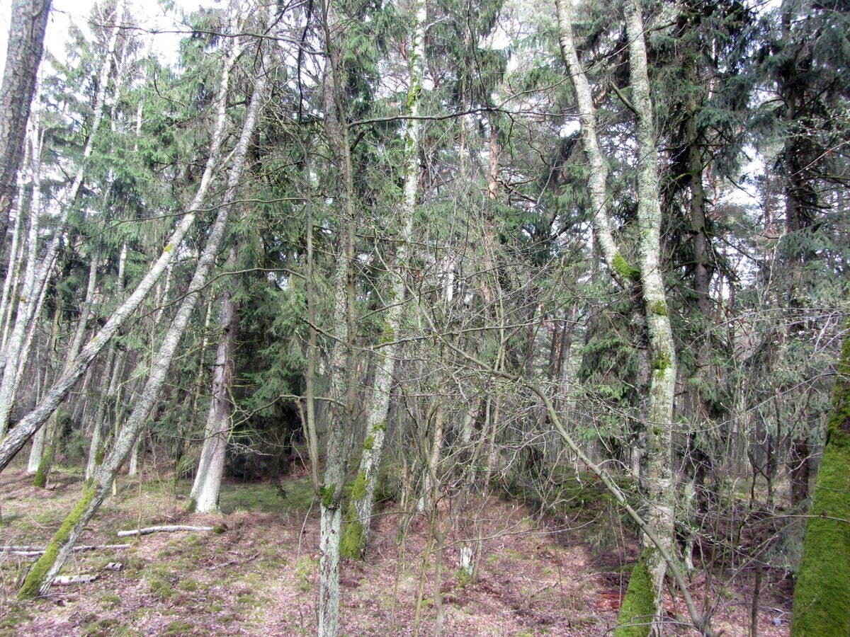 Так растут деревья на дюнах.