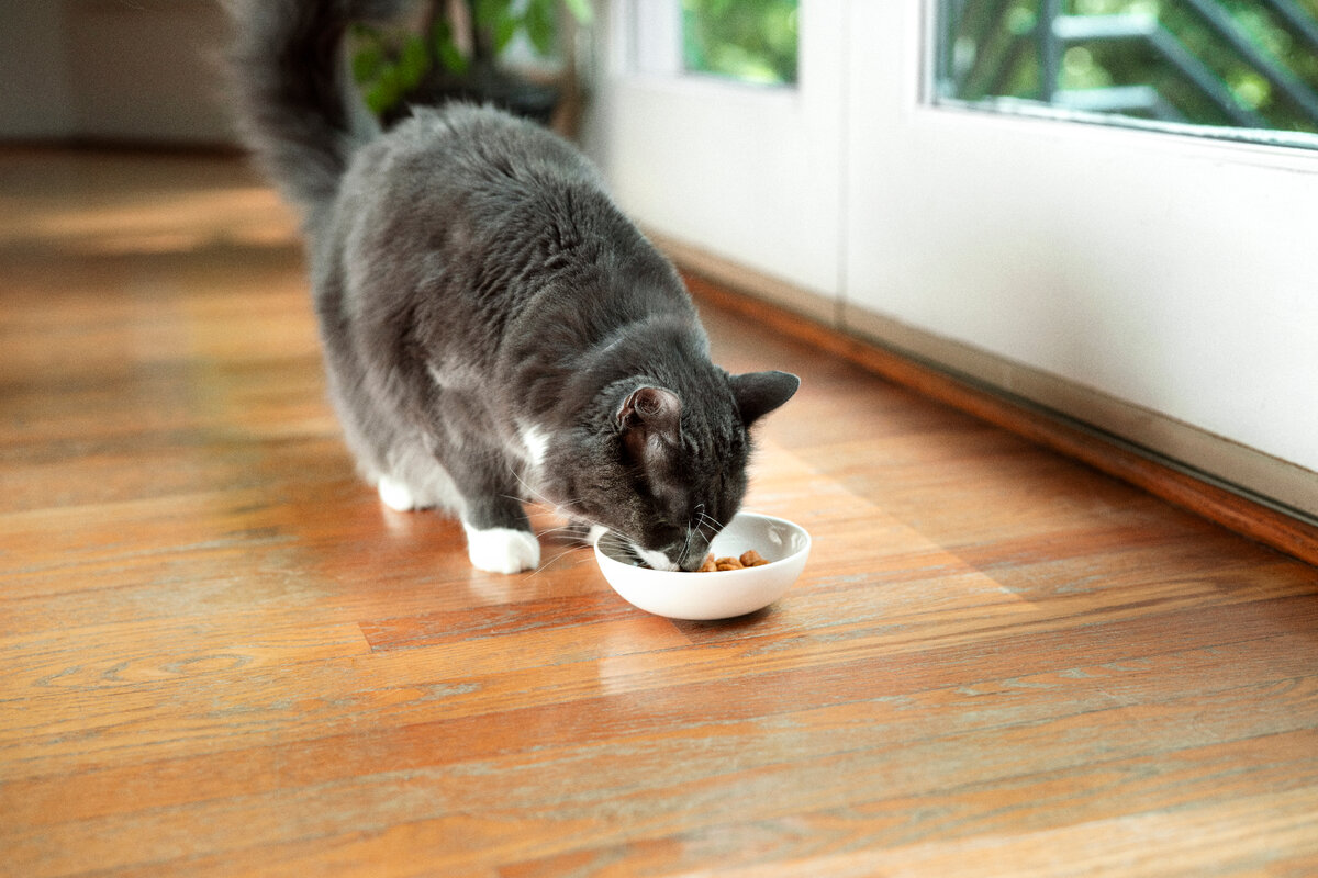 сколько нужно кормить кормящую кошку