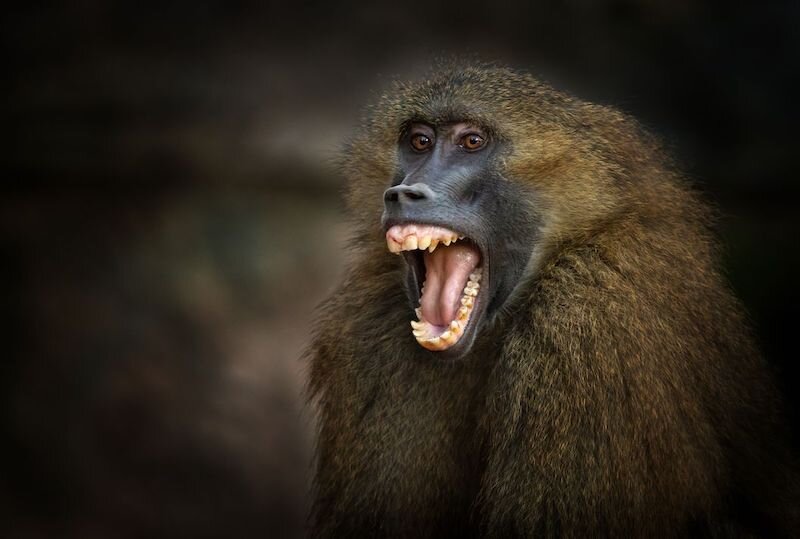 Кричащий цесарь-павиан. 