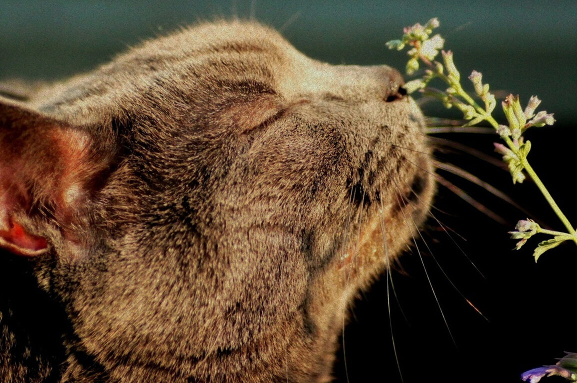 Растение кошачья мята