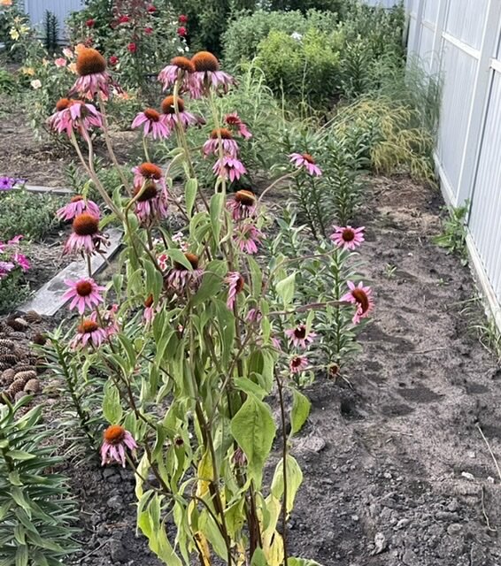 ЭХИНАЦЕЯ НА НОВОМ МЕСТЕ