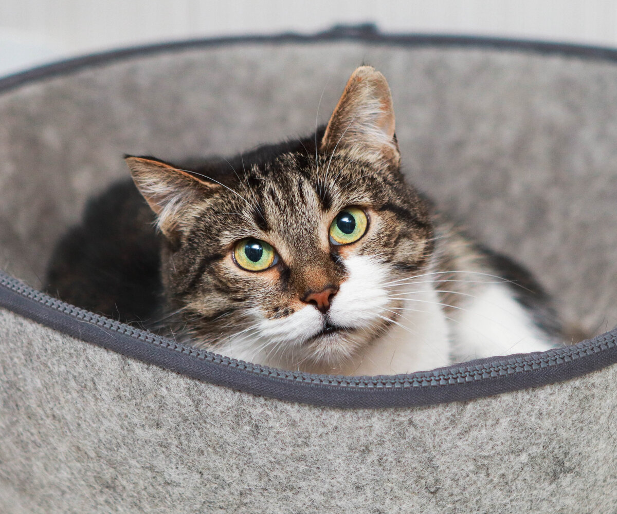 Синса очень достойная котоженщина! Мягкая, уютная, воспитанная