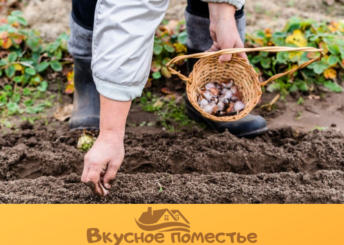 Осенняя посадка чеснока