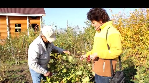 Осенняя обрезка красной смородины, удаление старых побегов. Омоложение куста для большого урожая на следующий год