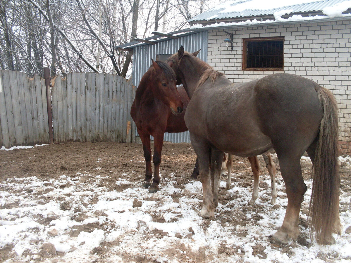 Рада и Барон любят друг друга много лет