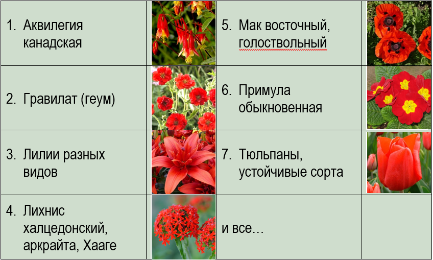 Цветы Израиля. Фотографии с названиями.