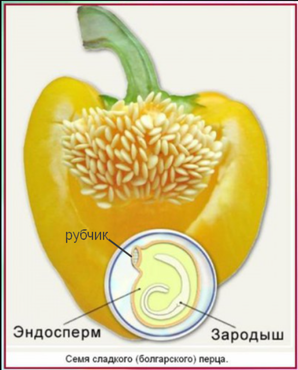 Строение перца болгарского. Строение семени перца. Строение семени перца болгарского. Строение перца. Строение семени перца болгарского функциональная грамотность.