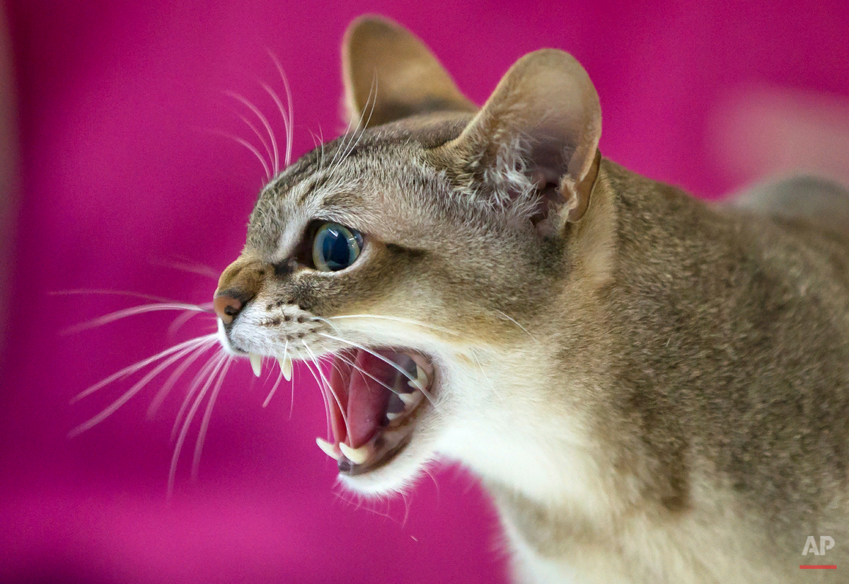 Какая нибудь кошка. Котенок рычит. злая красивая кошка. красота кошек. смешные кошки.