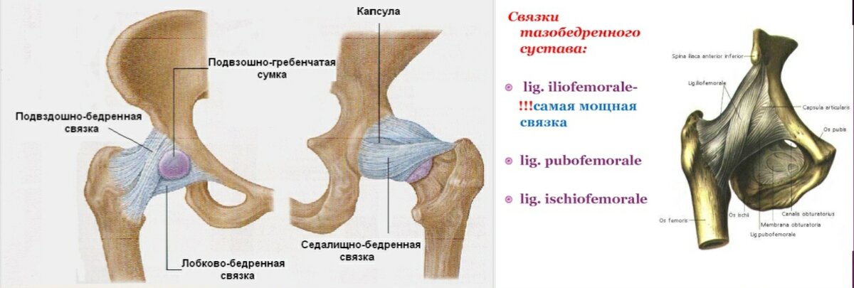 Суставы и связки бедра