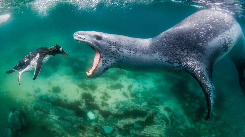 Потрясающие снимки лучших фотографов мира 2021 года. (Courtesy of Massimo Giorgetta/World Nature Photography Award)