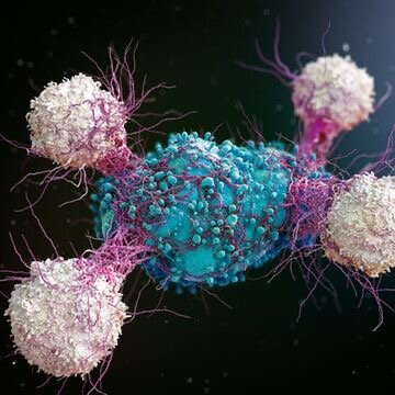 Каждые несколько минут наше тело создает раковые клетки. Но их появление не приводит к раку, потому что наша иммунная система их убивает. Когда в работе обычных клеток происходит сбой, они превращаются в раковые. Однако бывают случаи, когда иммунная система дает сбои. Неожиданно она перестает видеть раковые клетки, а значит, перестает уничтожать их. Воспользовавшись этим временным сбоем вредители быстро растут и размножаются.